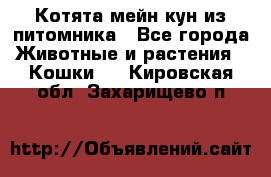 Котята мейн-кун из питомника - Все города Животные и растения » Кошки   . Кировская обл.,Захарищево п.